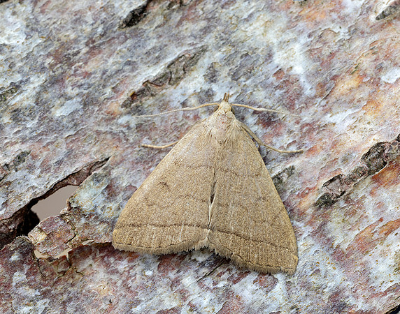 72.053 BF2489  Fan-foot Herminia tarsipennalis