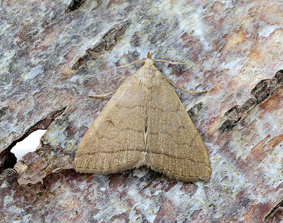 72.053 BF2489  Fan-foot Herminia tarsipennalis