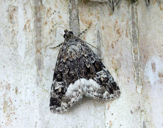 73.024 BF2410 Marbled White Spot Deltote pygarga
