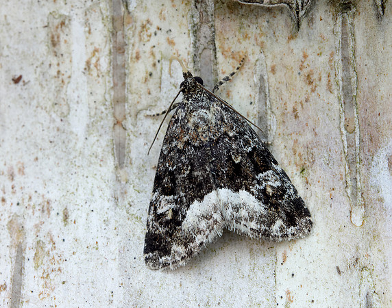 73.024 BF2410 Marbled White Spot Deltote pygarga