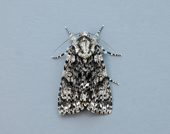 73.045 BF2289 Knot Grass Acronicta rumicis