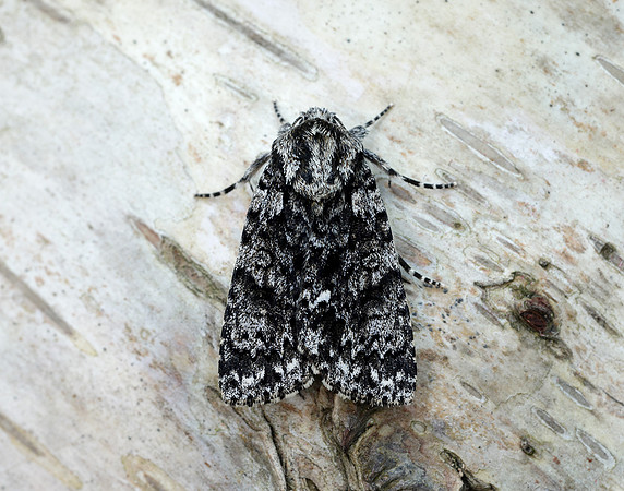 73.045 BF2289 Knot Grass Acronicta rumicis
