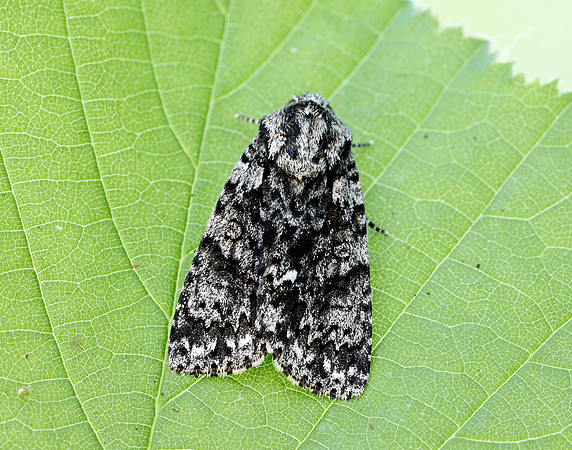 73.045 BF2289 Knot Grass Acronicta rumicis
