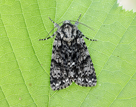 73.045 BF2289 Knot Grass Acronicta rumicis