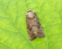 73.096 BF2381 Uncertain Hoplodrina octogenaria