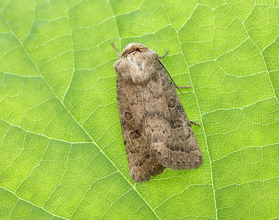 73.096 BF2381 Uncertain Hoplodrina octogenaria