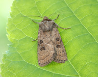 73.096 BF2381 Uncertain Hoplodrina octogenaria