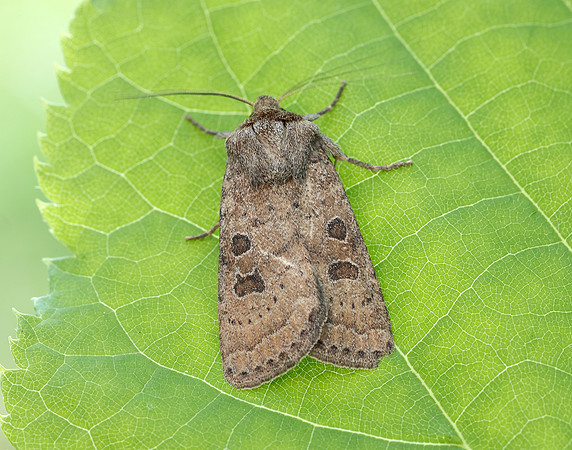 73.096 BF2381 Uncertain Hoplodrina octogenaria