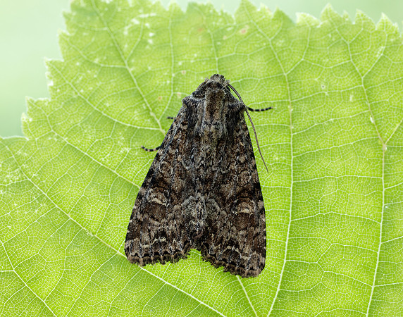 73.154 BF2330 Dusky Brocade Apamea remissa