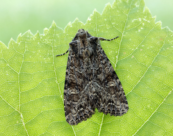 73.154 BF2330 Dusky Brocade Apamea remissa