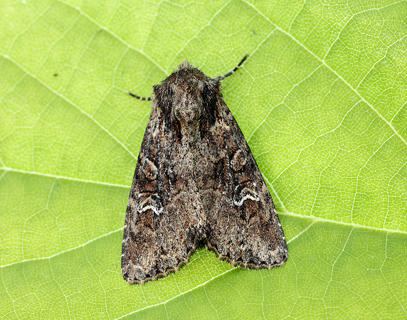 73.159 BF2331 Small Clouded Brindle Apamea unanimis