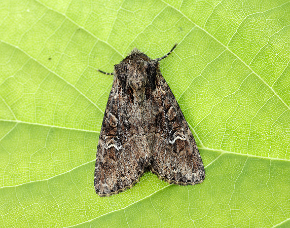 73.159 BF2331 Small Clouded Brindle Apamea unanimis