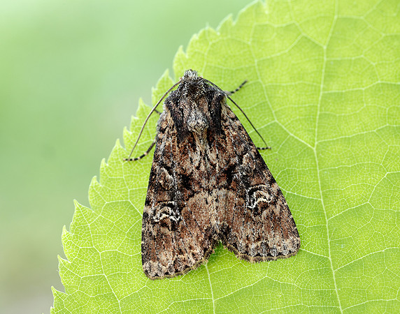 73.159 BF2331 Small Clouded Brindle Apamea unanimis