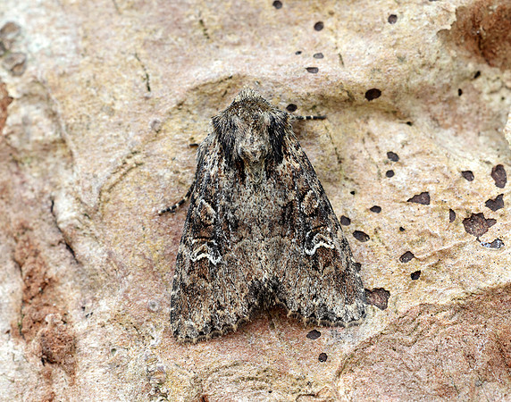 73.159 BF2331 Small Clouded Brindle Apamea unanimis