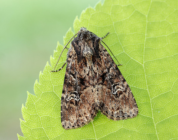 73.159 BF2331 Small Clouded Brindle Apamea unanimis
