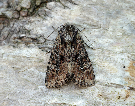73.159 BF2331 Small Clouded Brindle Apamea unanimis