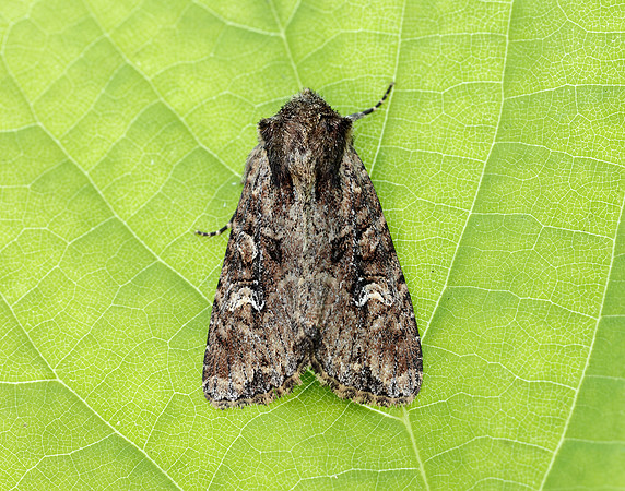 73.159 BF2331 Small Clouded Brindle Apamea unanimis