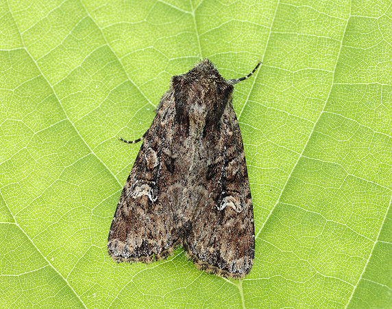 73.159 BF2331 Small Clouded Brindle Apamea unanimis