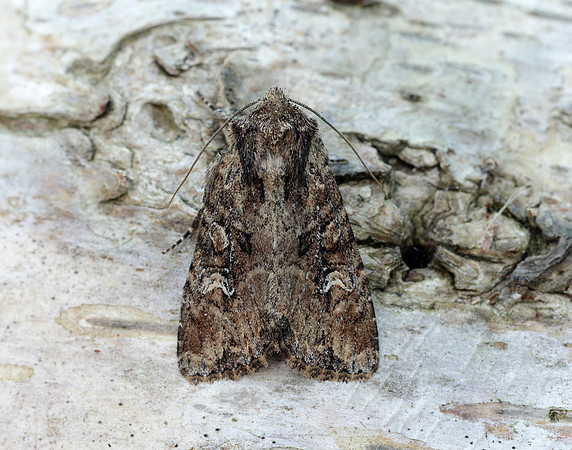 73.159 BF2331 Small Clouded Brindle Apamea unanimis