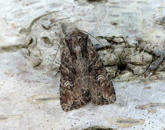 73.159 BF2331 Small Clouded Brindle Apamea unanimis