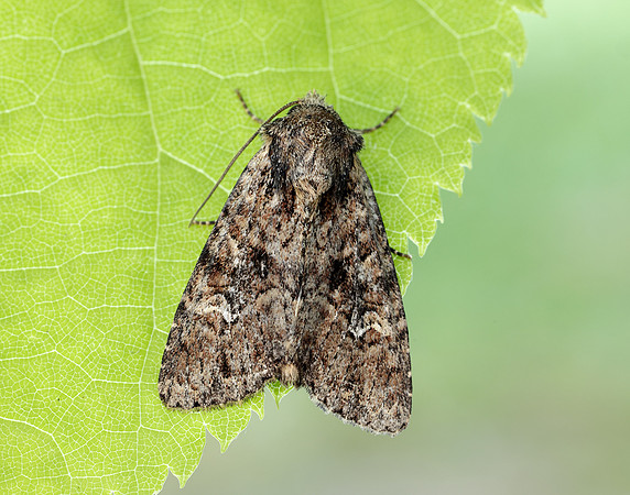 73.159 BF2331 Small Clouded Brindle Apamea unanimis