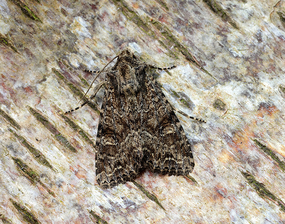 73.159 BF2331 Small Clouded Brindle Apamea unanimis