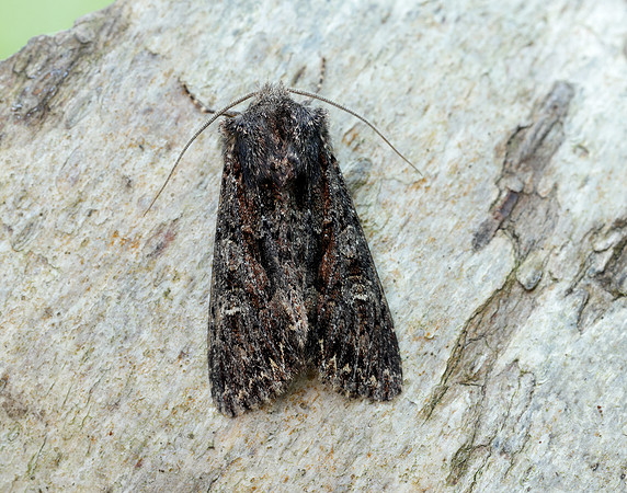 73.238 BF2250 Dark Brocade Mniotype adusta
