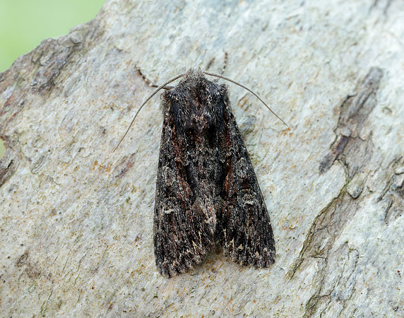 73.238 BF2250 Dark Brocade Mniotype adusta