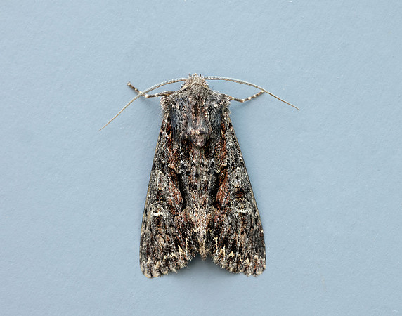 73.238 BF2250 Dark Brocade Mniotype adusta