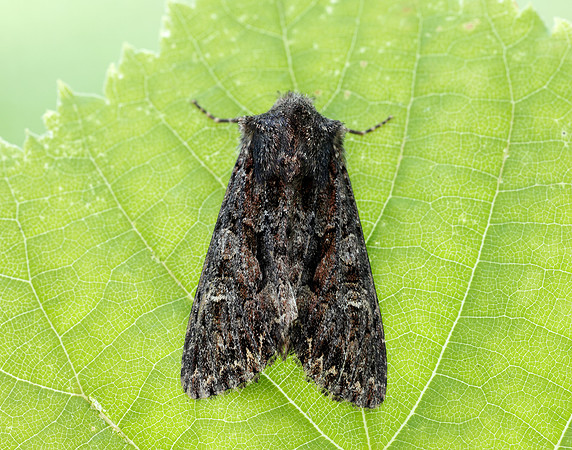 73.238 BF2250 Dark Brocade Mniotype adusta