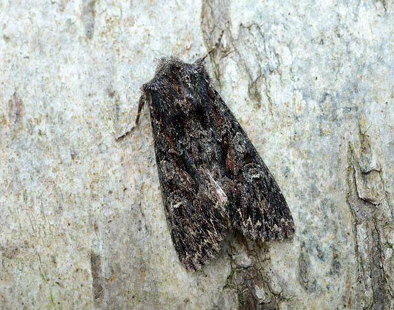 73.238 BF2250 Dark Brocade Mniotype adusta