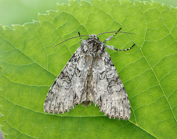 73.261 BF2150 Grey Arches Polia nebulosa