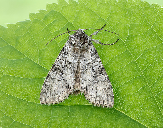 73.261 BF2150 Grey Arches Polia nebulosa