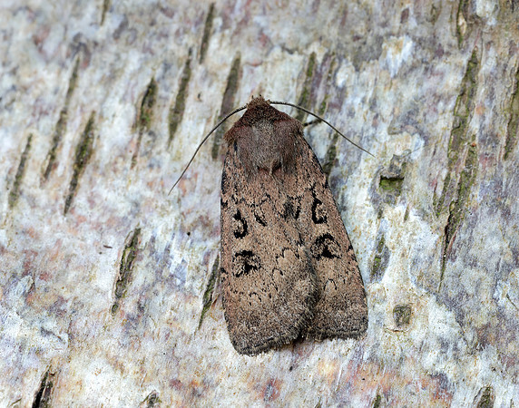 73.351 BF2114 Double Dart Graphiphora augur