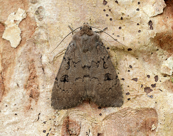 73.351 BF2114 Double Dart Graphiphora augur