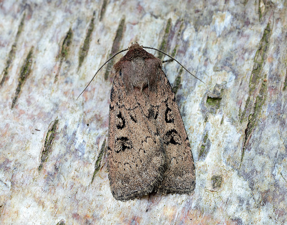73.351 BF2114 Double Dart Graphiphora augur