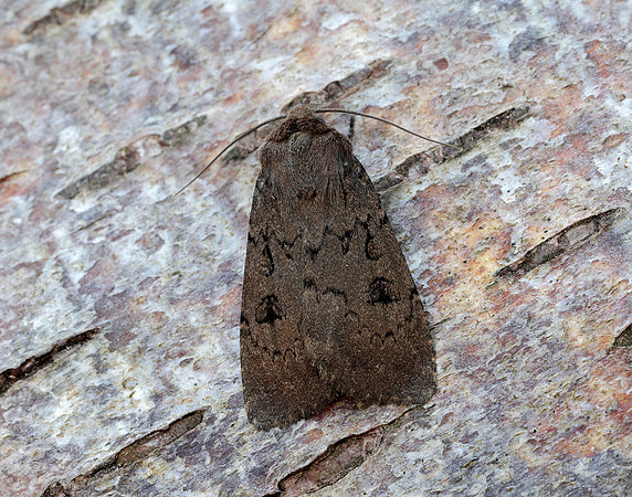 73.351 BF2114 Double Dart Graphiphora augur