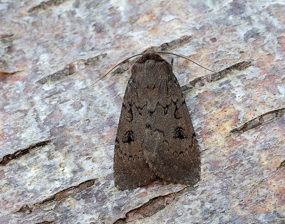 73.351 BF2114 Double Dart Graphiphora augur