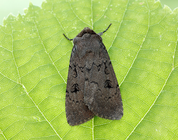 73.351 BF2114 Double Dart Graphiphora augur