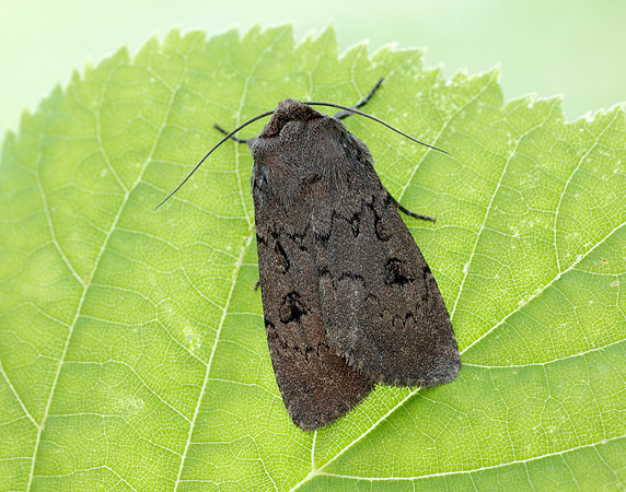73.351 BF2114 Double Dart Graphiphora augur