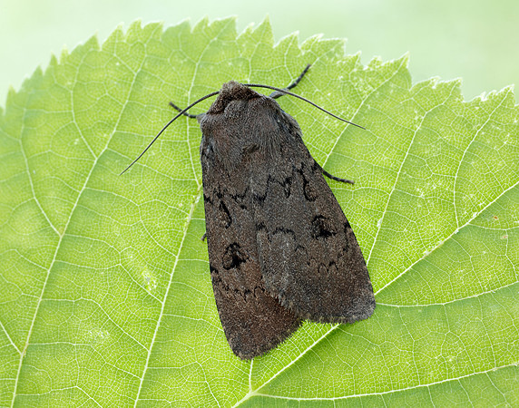 73.351 BF2114 Double Dart Graphiphora augur