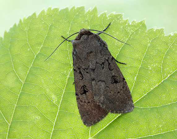 73.351 BF2114 Double Dart Graphiphora augur