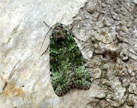 73.352 BF2138 Green Arches Anaplectoides prasina