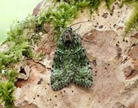 73.352 BF2138 Green Arches Anaplectoides prasina