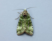 73.352 BF2138 Green Arches Anaplectoides prasina