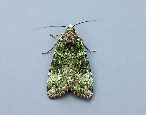 73.352 BF2138 Green Arches Anaplectoides prasina