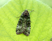 73.352 BF2138 Green Arches Anaplectoides prasina