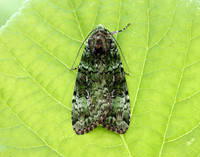73.352 BF2138 Green Arches Anaplectoides prasina