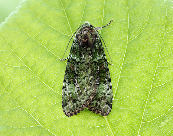 73.352 BF2138 Green Arches Anaplectoides prasina