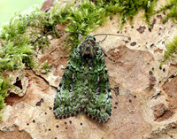 73.352 BF2138 Green Arches Anaplectoides prasina
